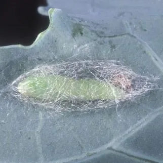 thumbnail for publication: Diamondback Moth Management in Cole Crops